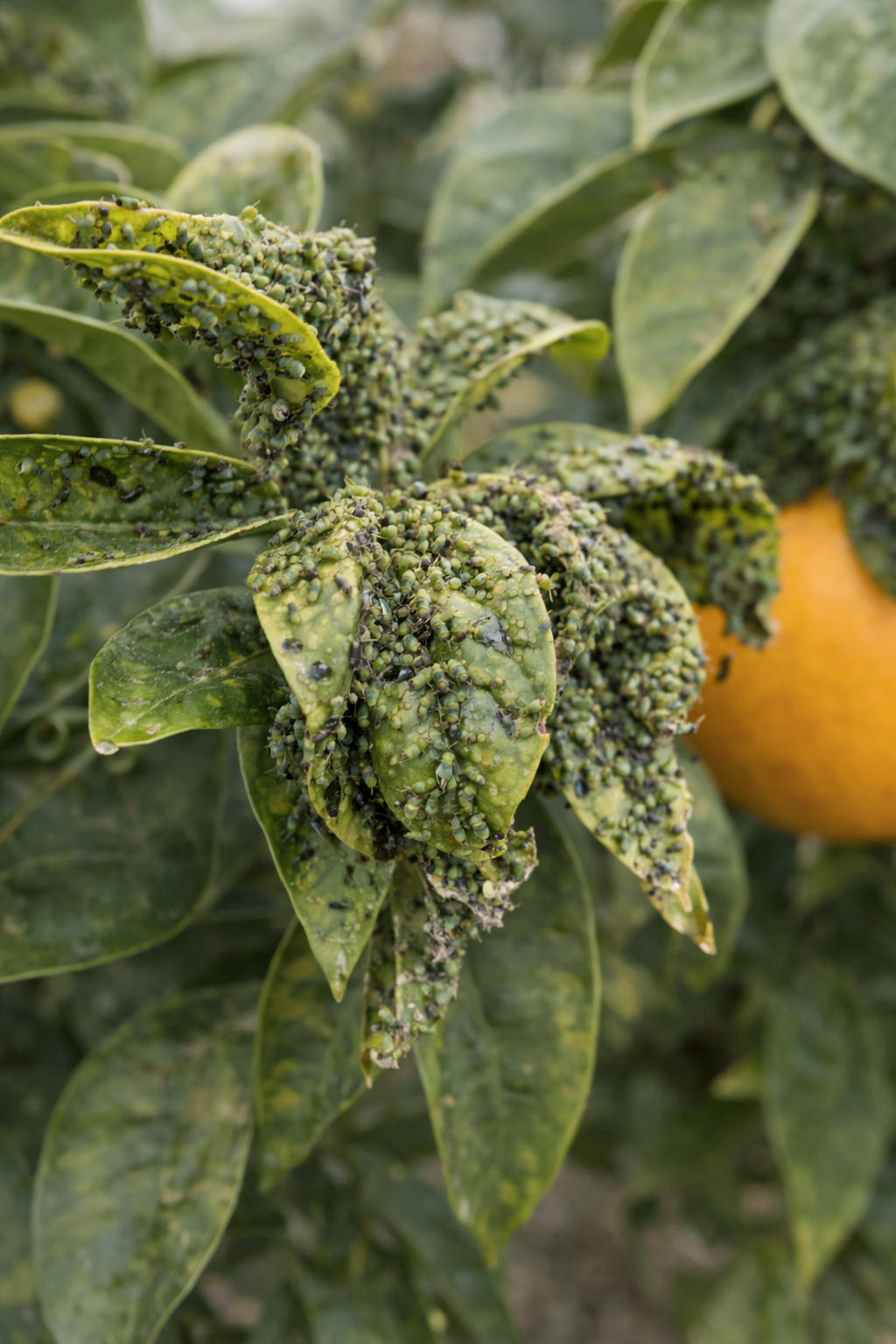 Aphid infestation on citrus leaves in Paphos garden